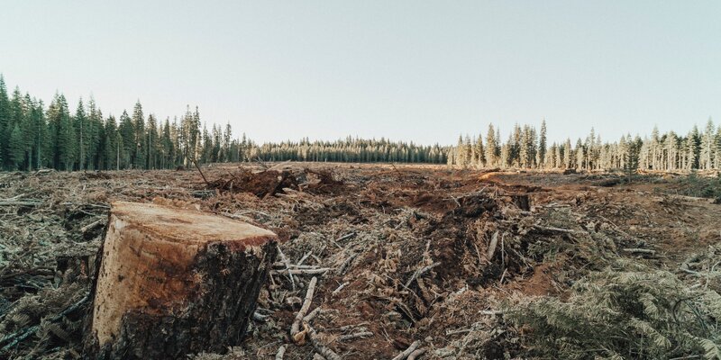 Tobacco – the forest slayer 