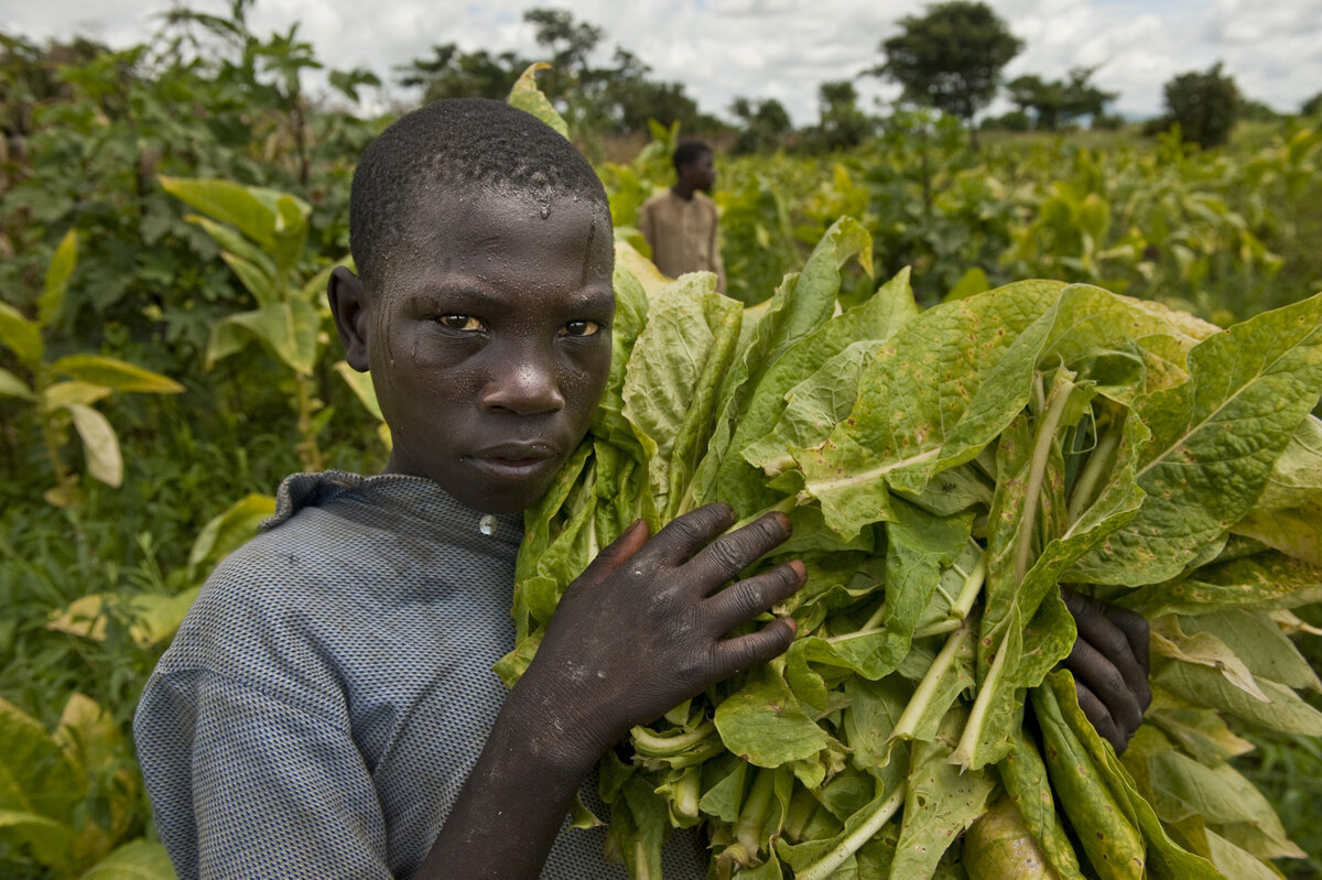 Child working in a tobacco field in Malawi. Photo: by German photographer Olivier Reinhardt © Uli Kopp (uk@zeitenspiegel.de)